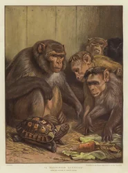 Una questione darwiniana